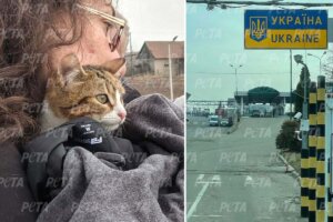 Collage. Frau mit Katze auf dem Arm. Grenze Polen und Ukraine