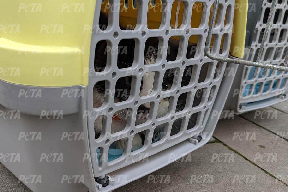 PETA appelliert an deutsche Notunterkünfte: „Haustiere“ zulassen