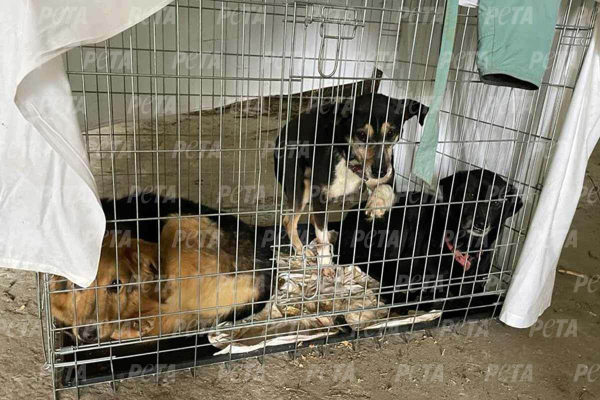 Hunde in einer Box