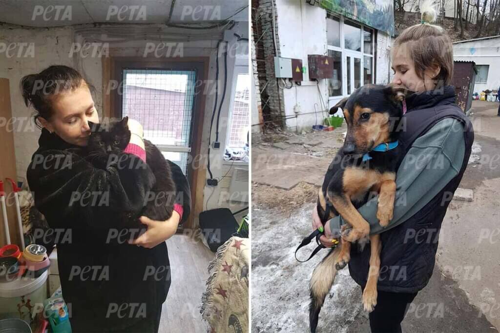 Collage. Personen mit Katze und Hund auf dem Arm
