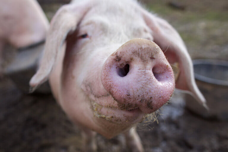 Das Schwein 10 faszinierende Fakten über Schweine PETA
