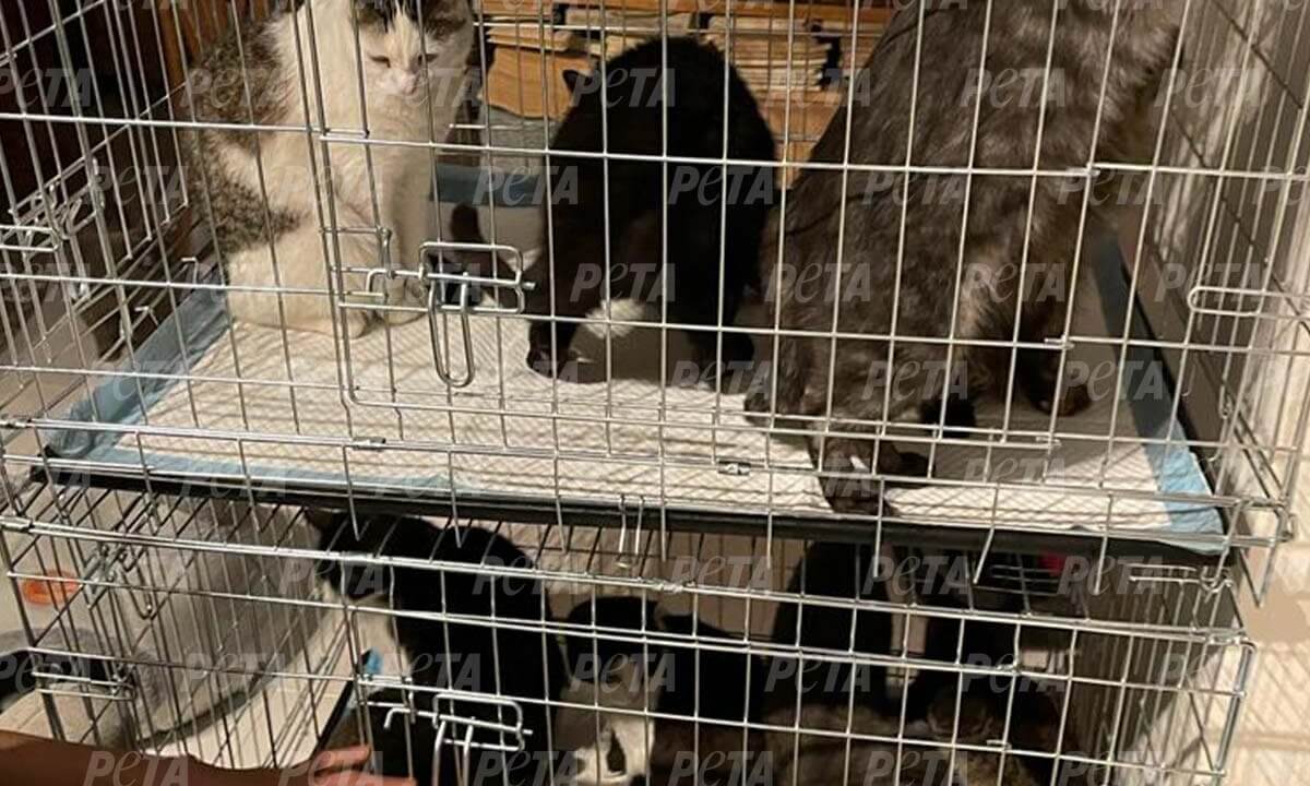 Katzen im Transportkaefig