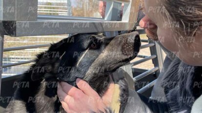 Frau streichelt einen Hund