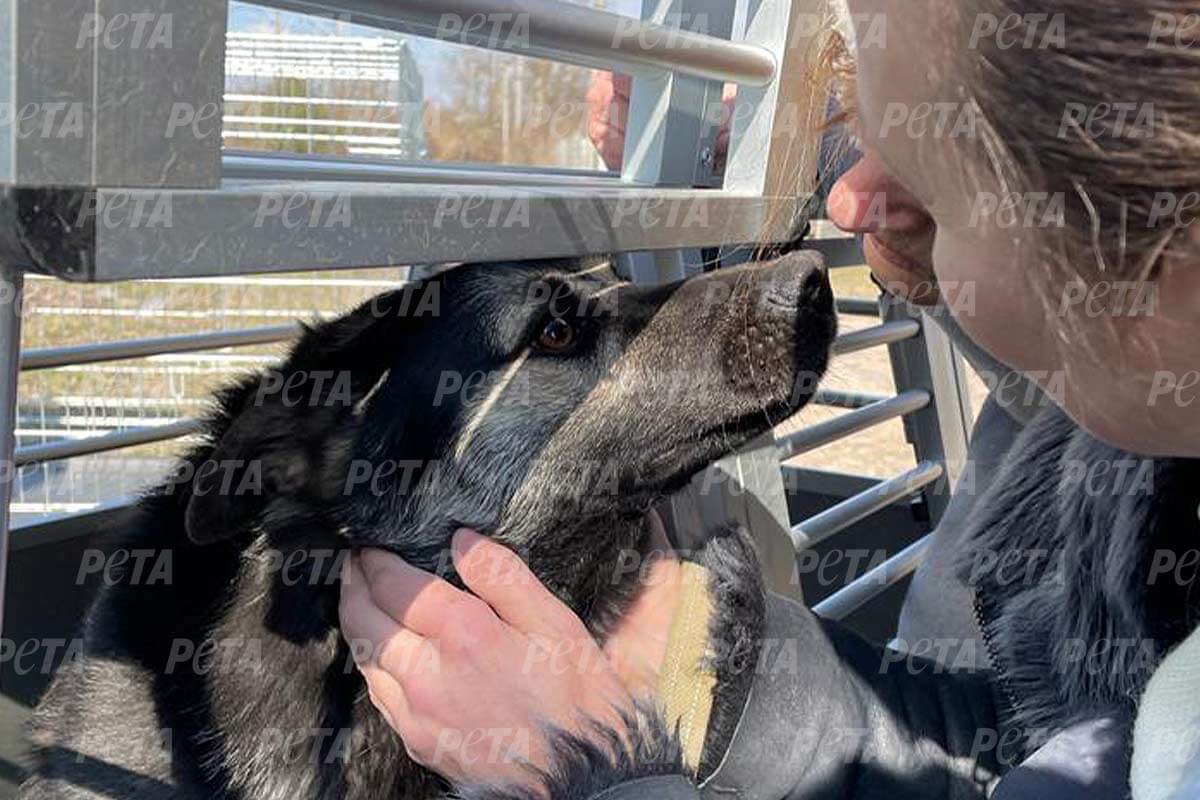 PETA HELPS ROMANIA: Eduxanima im Ukraine-Einsatz