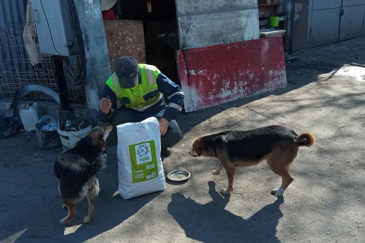 Hunde werden mit Futterspenden gefuettert