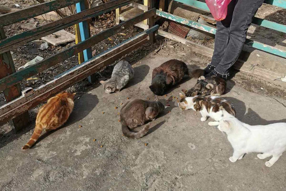 Katzen werden mit Futterspenden gefuettert