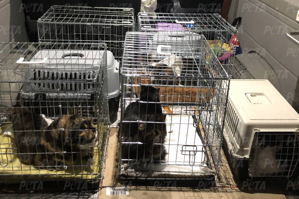 Katzen in Transportboxen