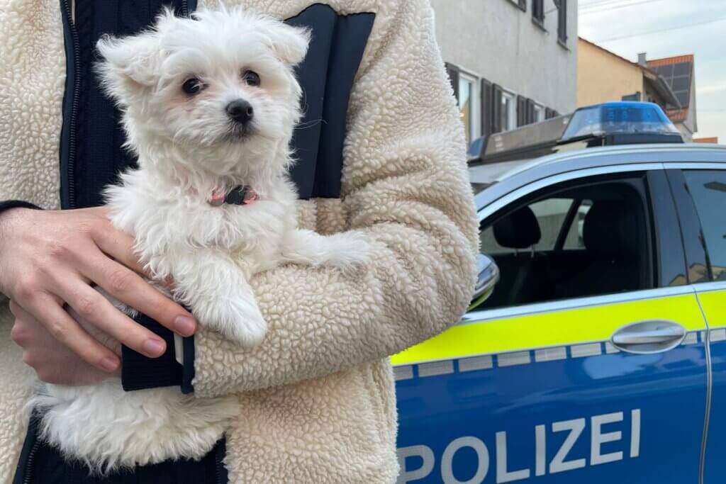 Person haelt Malteserwelpen im Arm vor einem Polizeiauto
