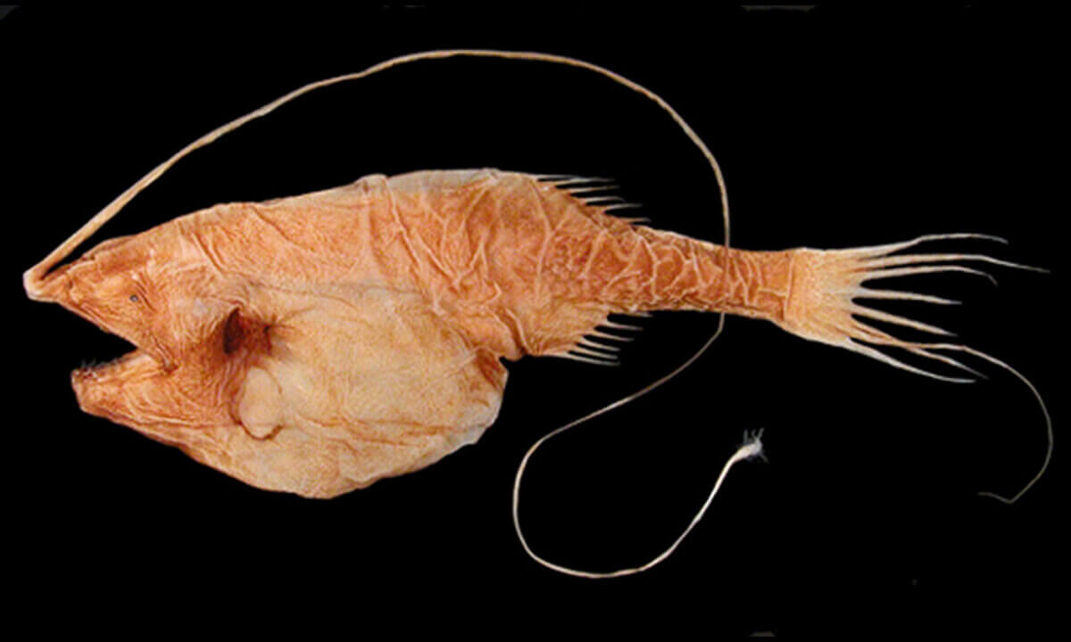 Anglerfisch