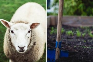 Collage. Schaf und Gartenbeet