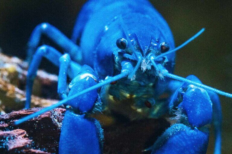 Pescetarisch Alle Informationen über diese Ernährungsform