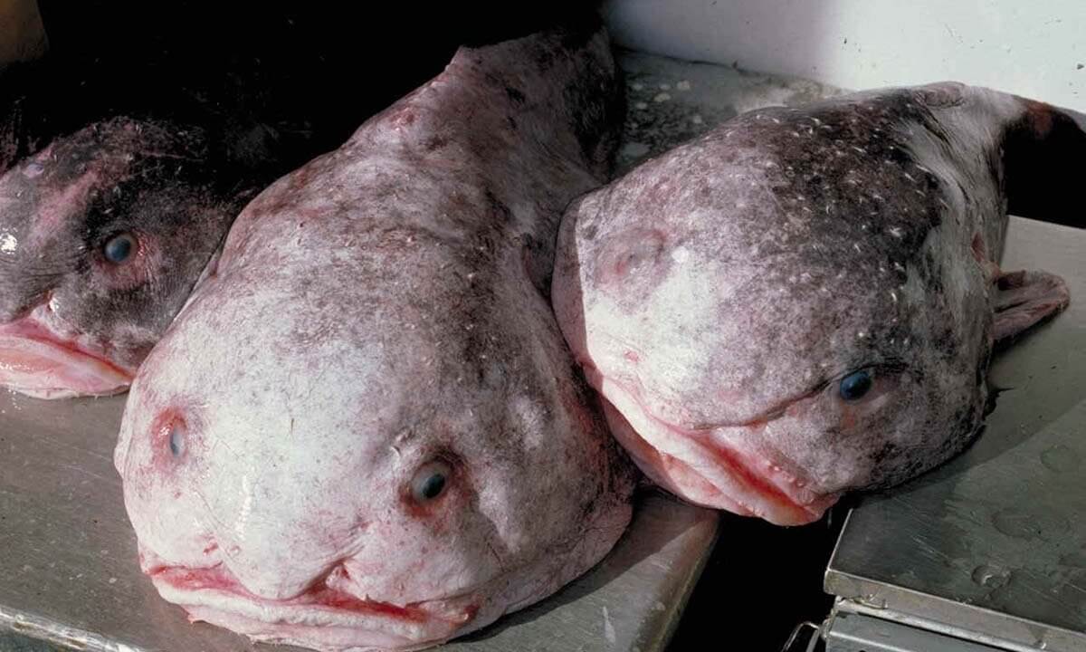 Blobfisch