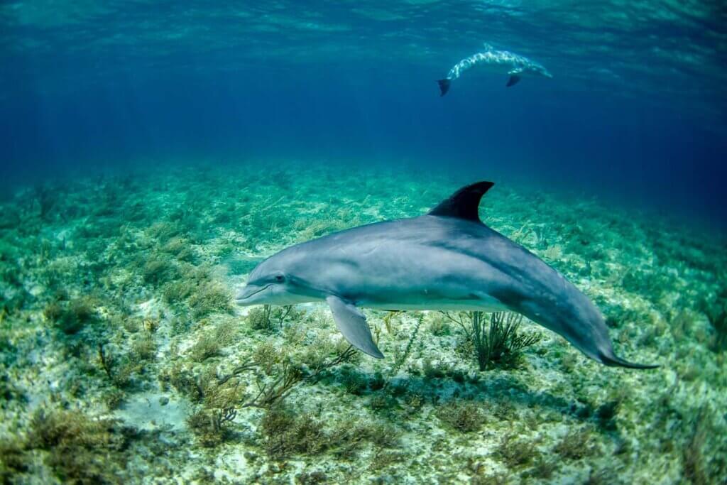 Delfin schwimmt am Meeresboden