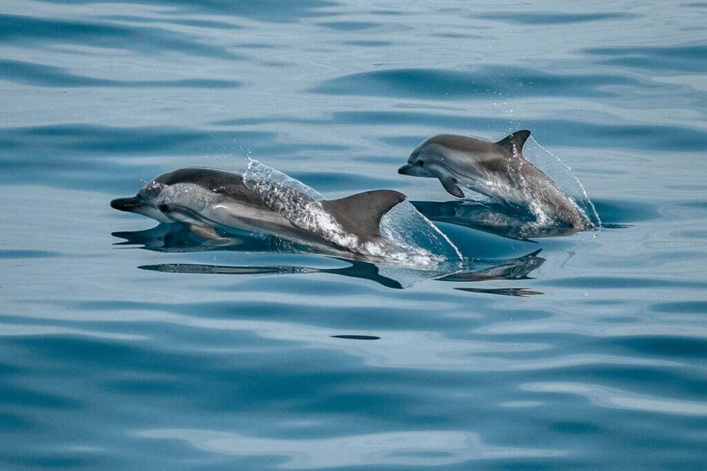 Delfin schwimmt mit Delfinbaby im Wasser