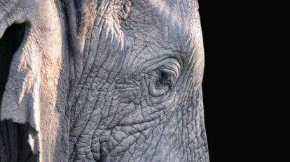 Kopf eines Elefanten vor schwarzem Hintergrund.