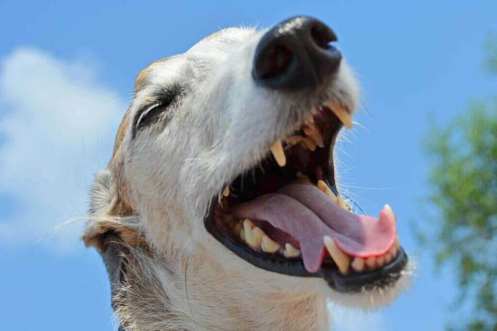 Hund mit geoeffnetem Mund