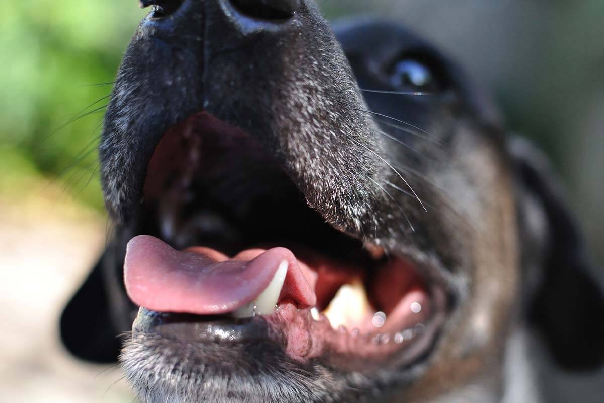 Zahnpflege bei Hunden und Katzen: Infos und Tipps