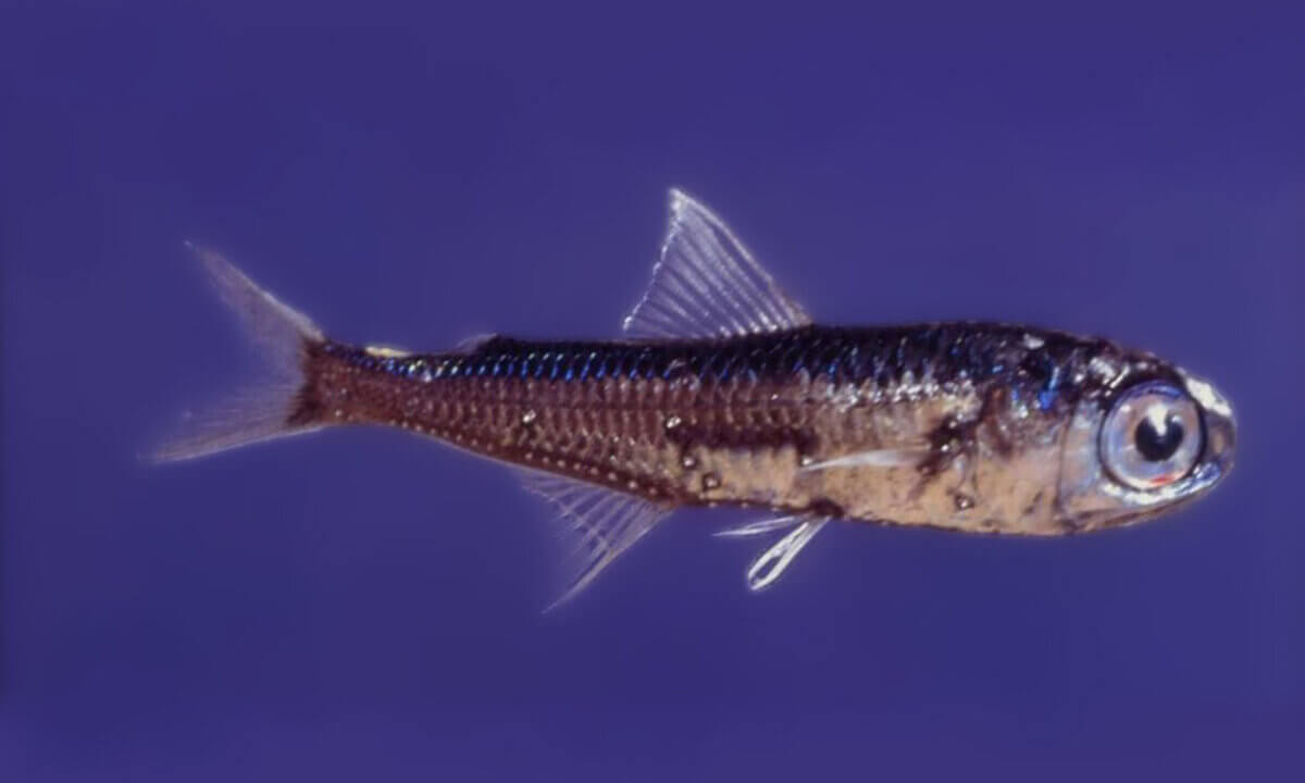 Laternenfisch