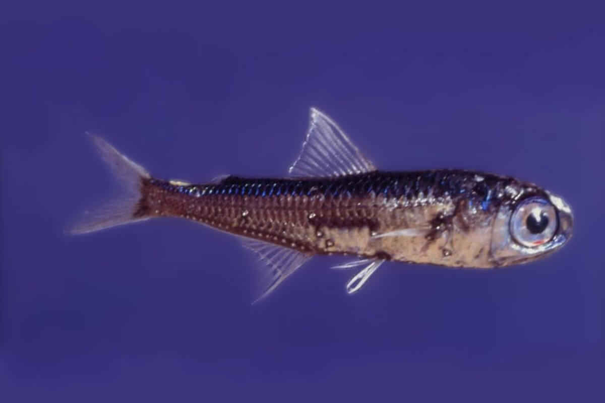 Laternenfisch