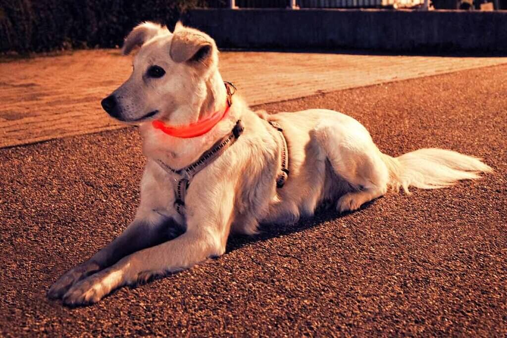Hund mit Leuchthalsband