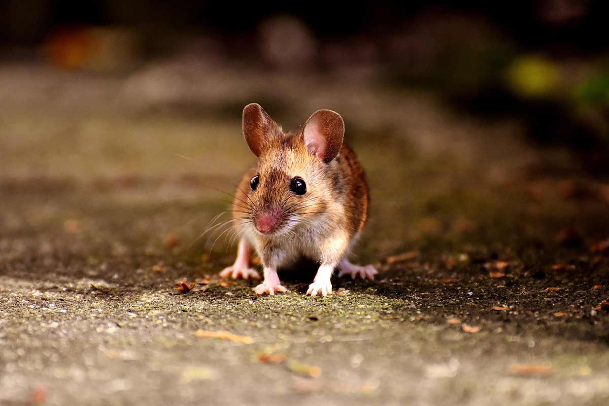 Lebendfalle für Maus, Ratte & Co. – tierfreundliche Fallen