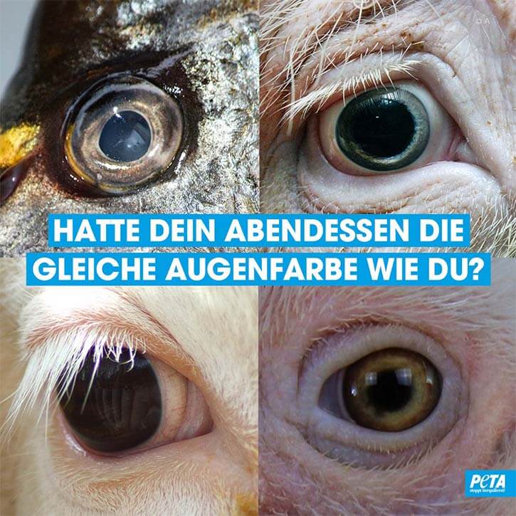 Tieraugen