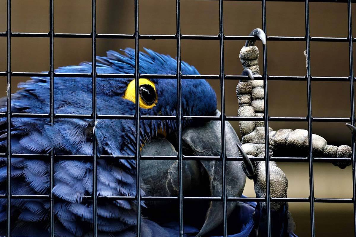 Vogelparks: 5 Gründe, weshalb Vögel in Zoos leiden