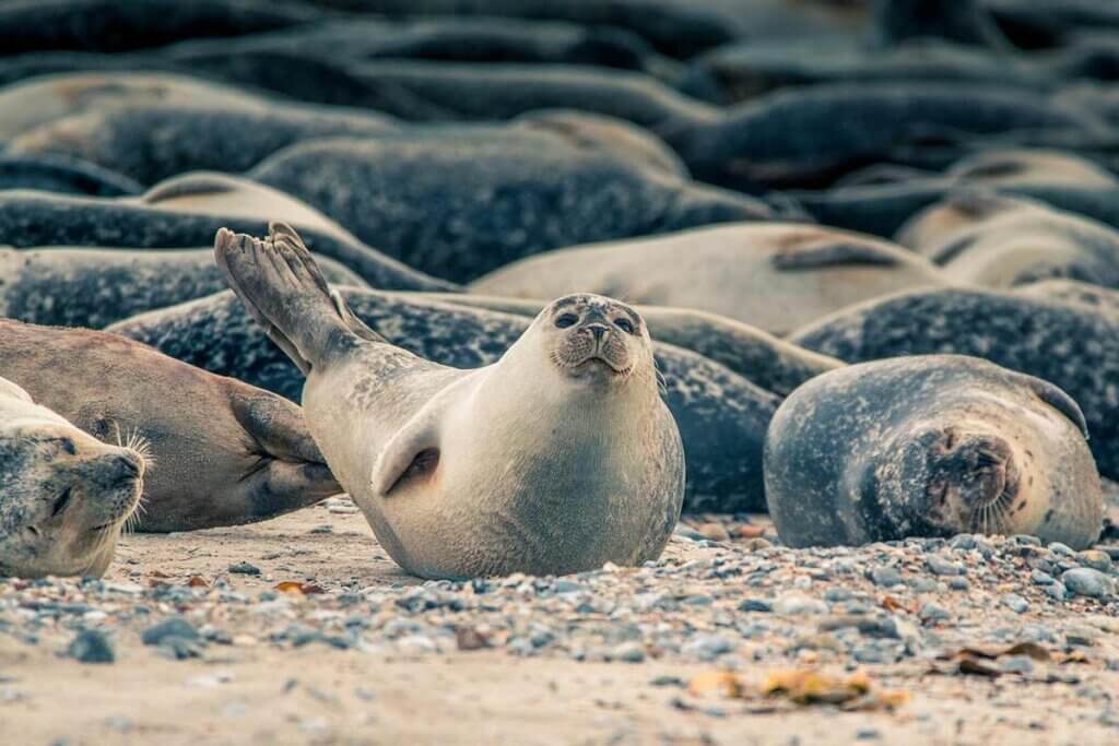 Seehunde liegen am Strand