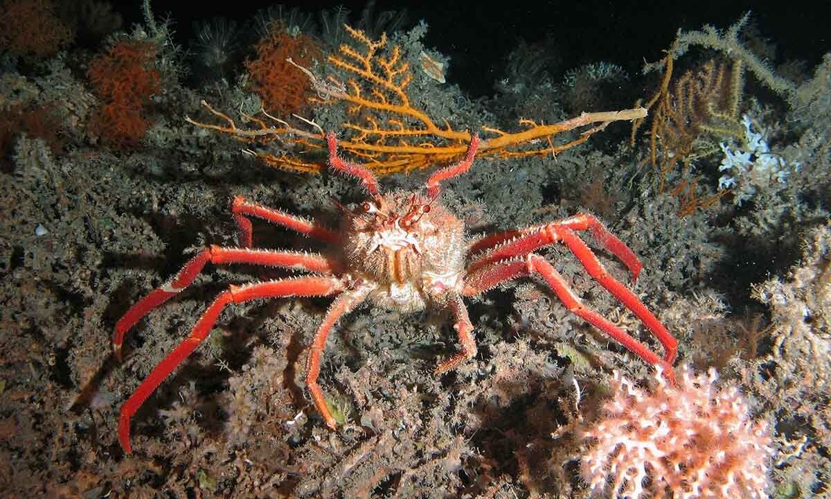 Tiefseekrabbe