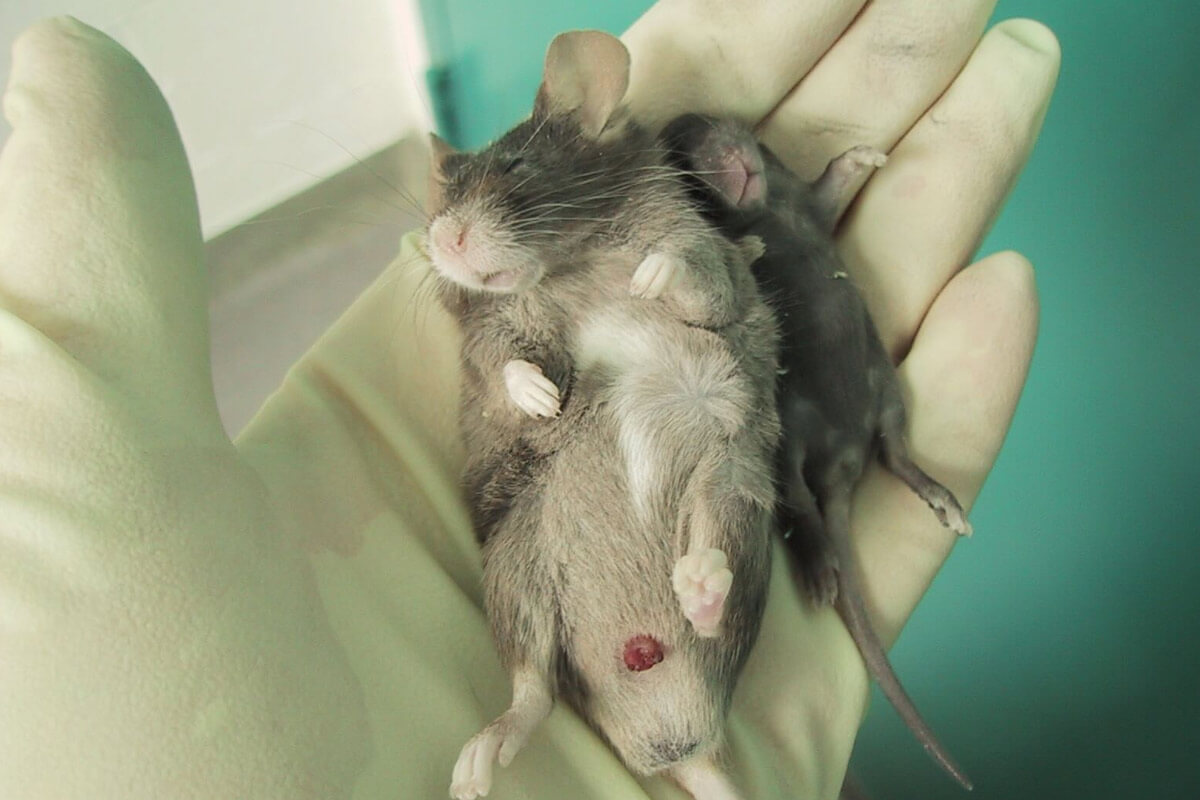 Tote Maus in einer Hand