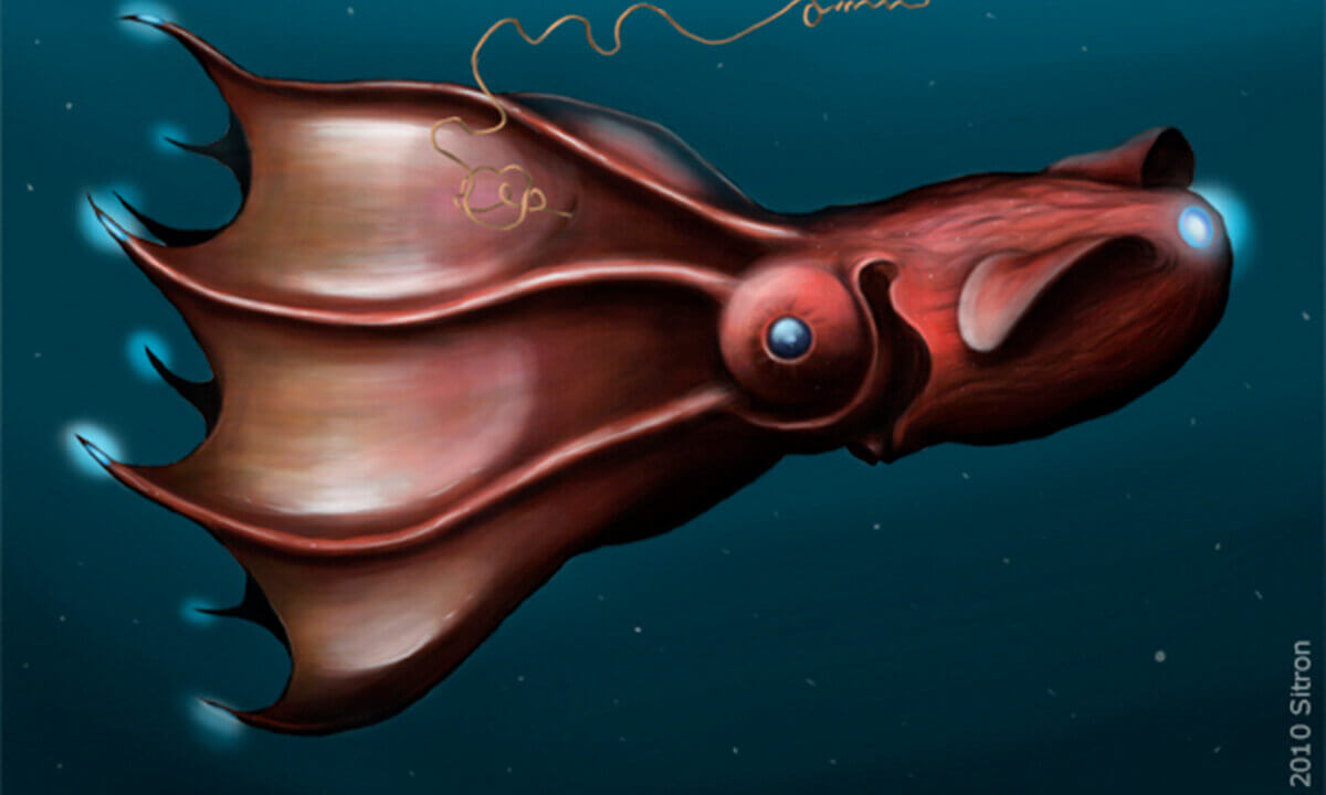Vampirtintenfisch
