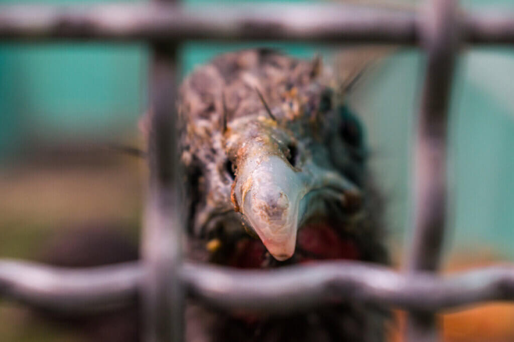 Vogel schaut durch einen Zaun