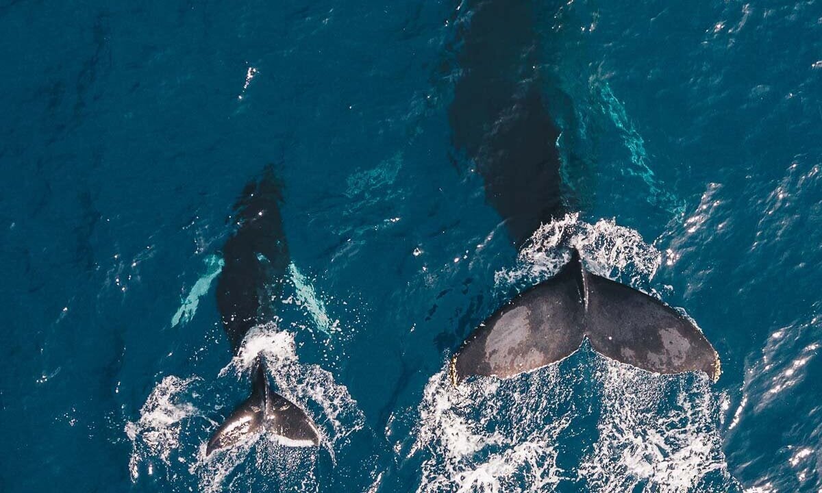Wale schwimmen im Meer