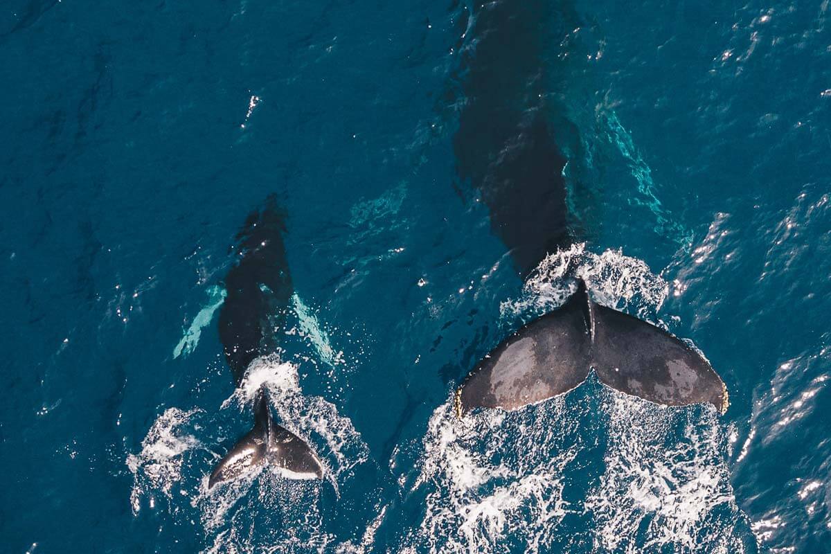 Walfang in Island beendet: Darum steht die Jagd weltweit vor dem Aus