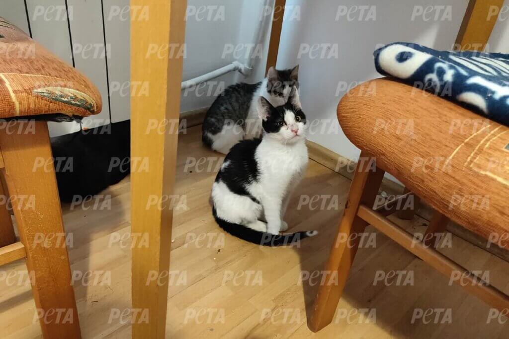 Gerettete Katzen