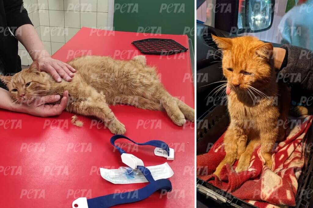 Katze wird medizinisch versorgt