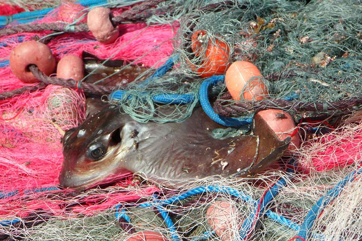 Beifang: Unzählige Tiere sind weitere Opfer der Fischerei