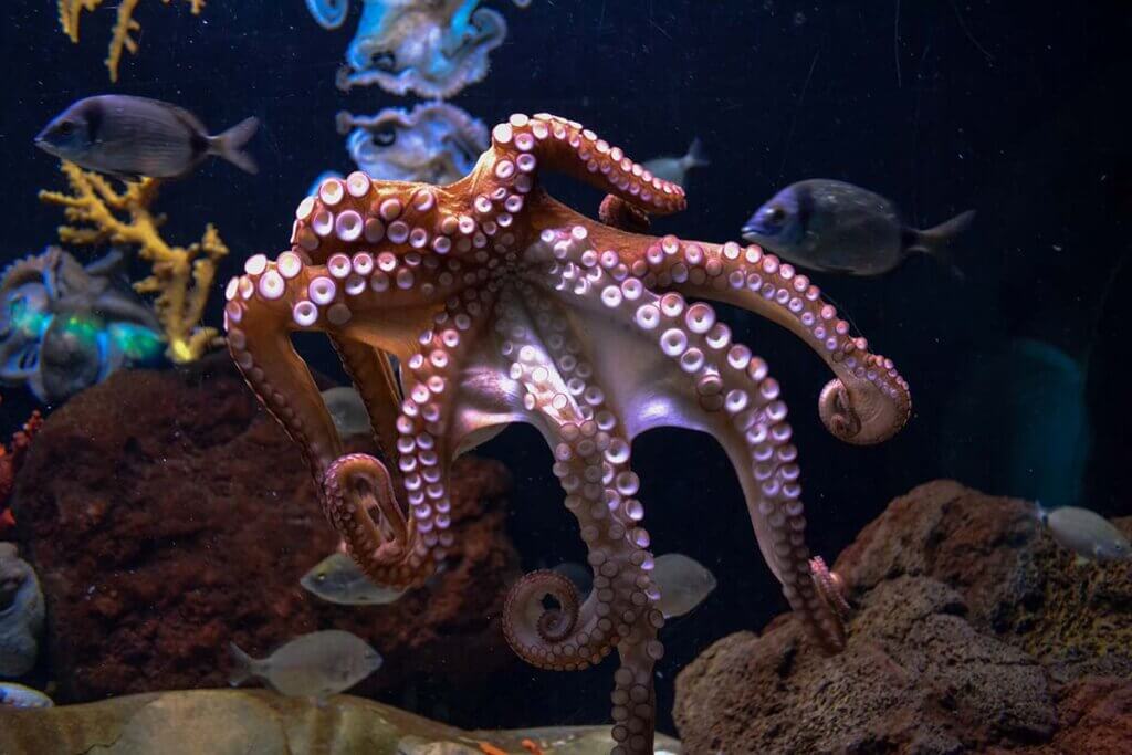 Oktopus im Wasser