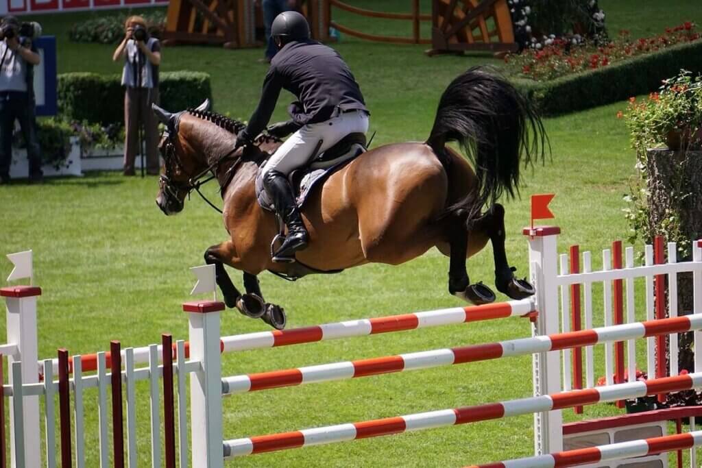 Pferd touchieren