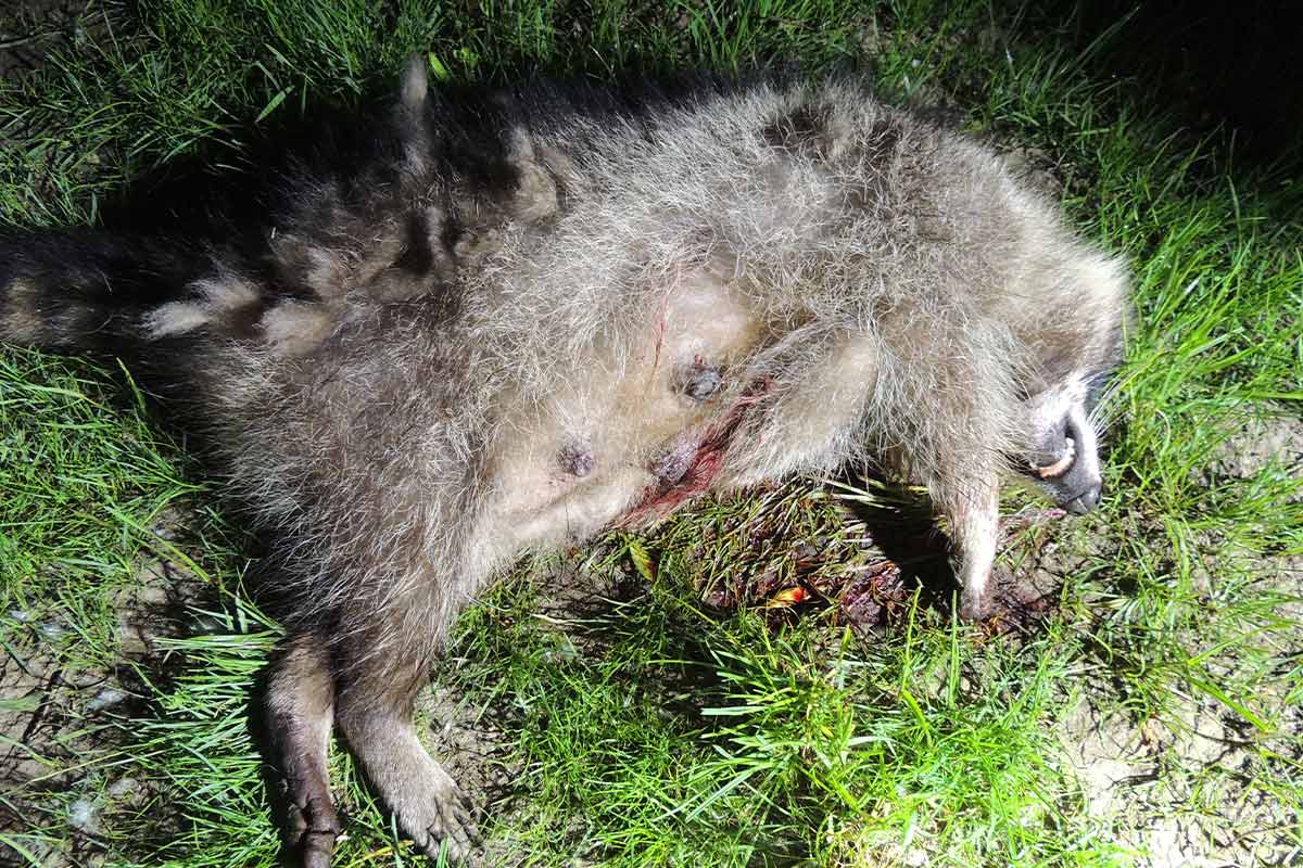 Jäger erschießt Waschbärmutter und macht Jungtiere zu Waisen