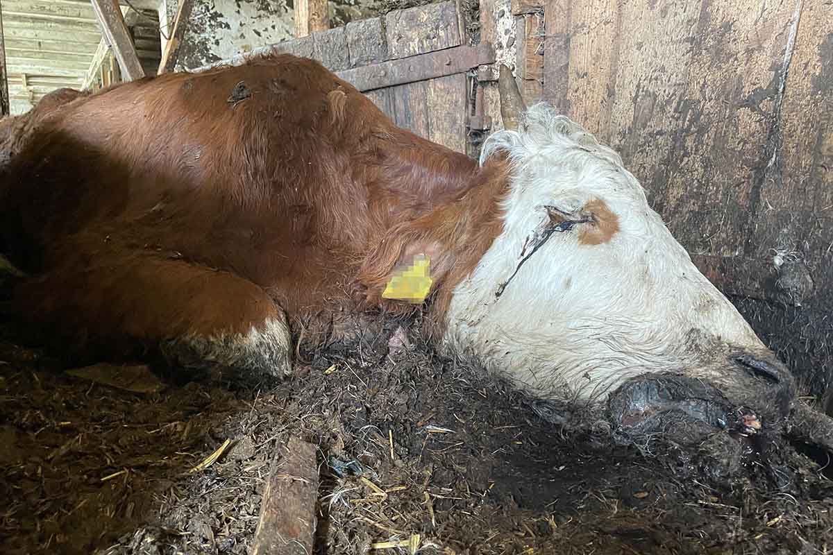 Vernachlässigte Schweine & Rinder: Tiere verwesen weiter in Stall