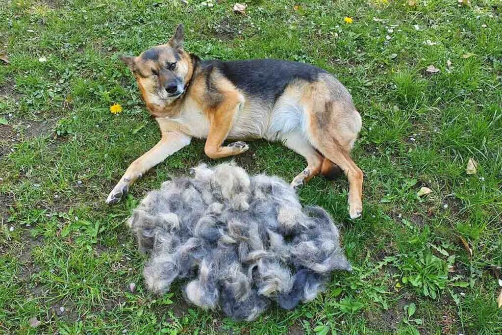 hund mit fell auf dem boden