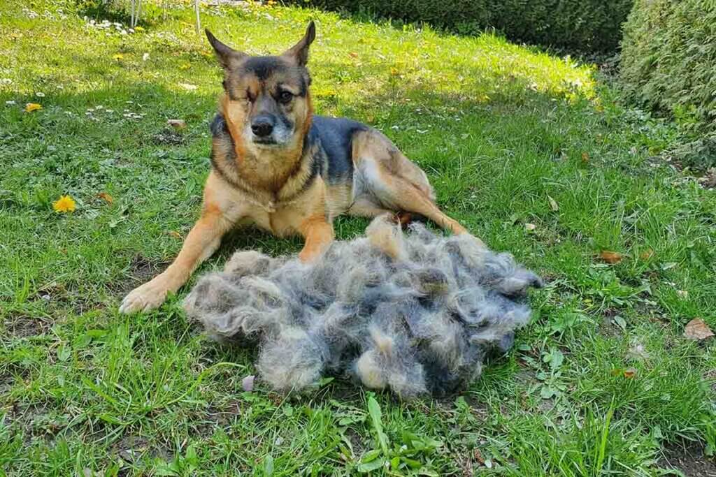 hund mit fell auf dem boden