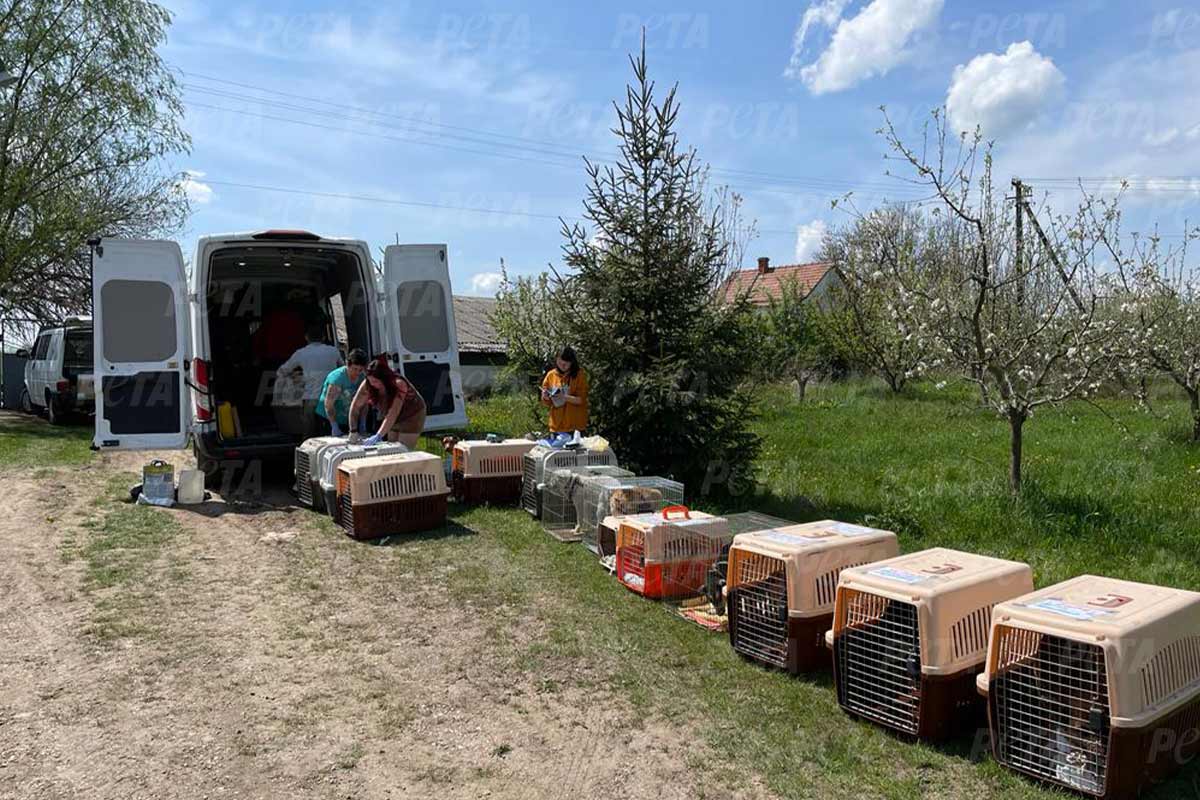 Gerettete Tiere in Transportboxen