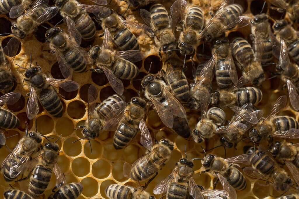 Bienenkoenigin inmitten des Bienenschwarms