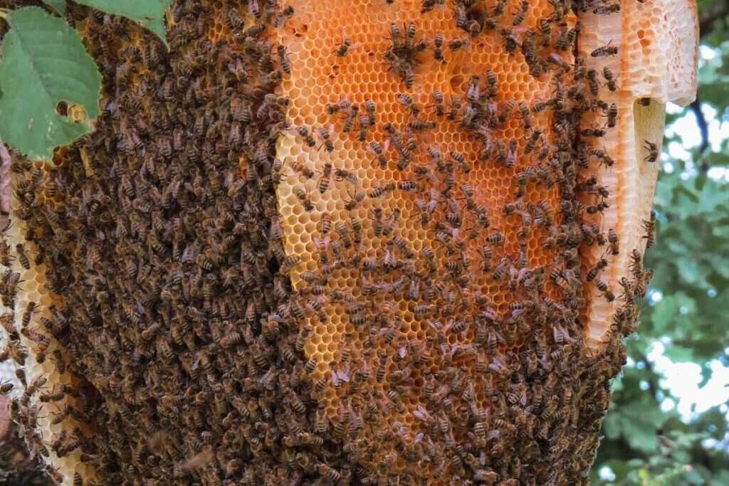 Ein Bienenstock an einem Baum