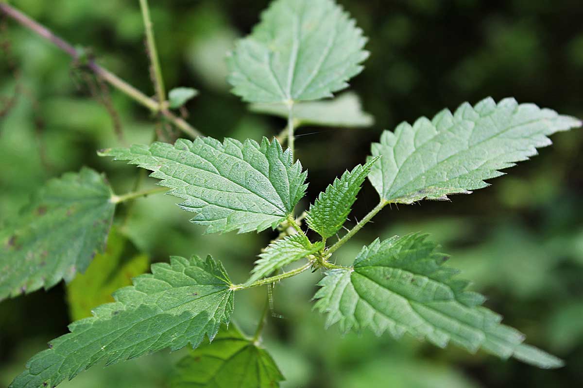 Blattläuse bekämpfen Diese 5 natürlichen Hausmittel helfen!