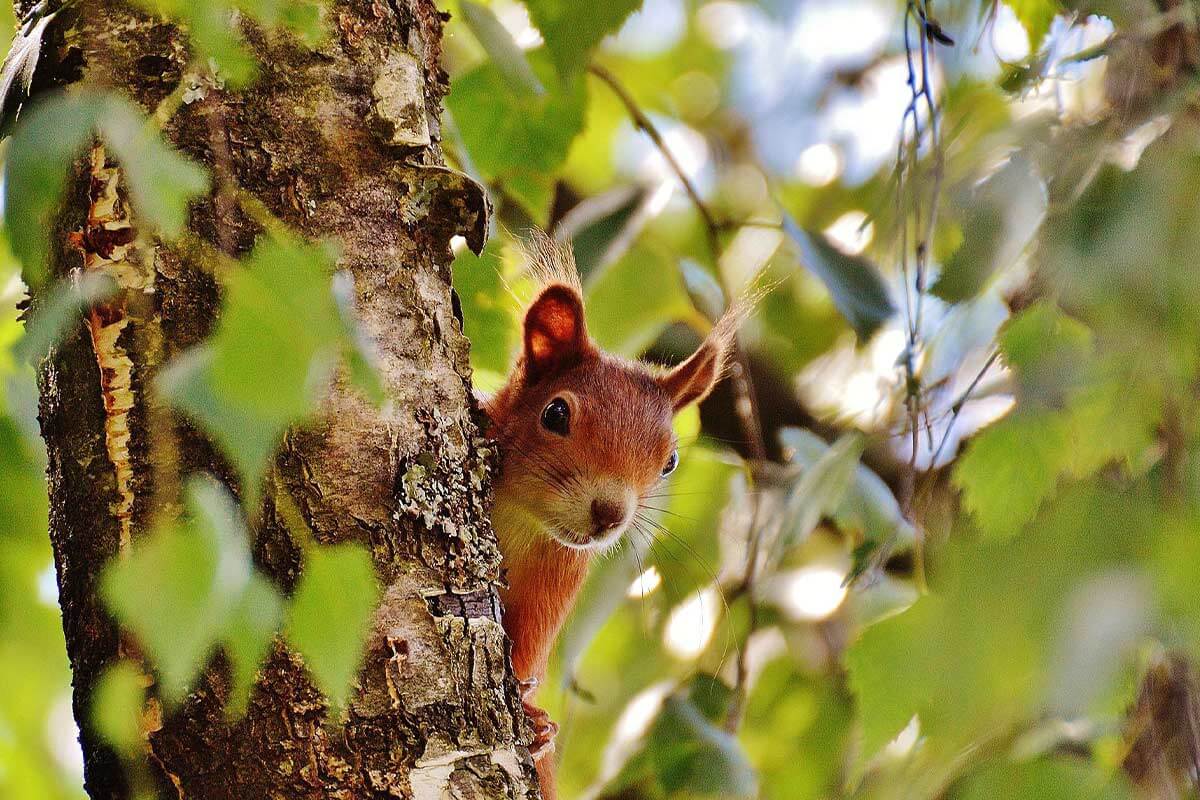 8 Tipps, wie Sie Tieren im Frühling helfen können