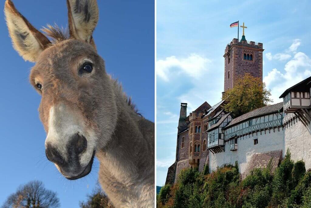 Collage. Esel und Wartburg