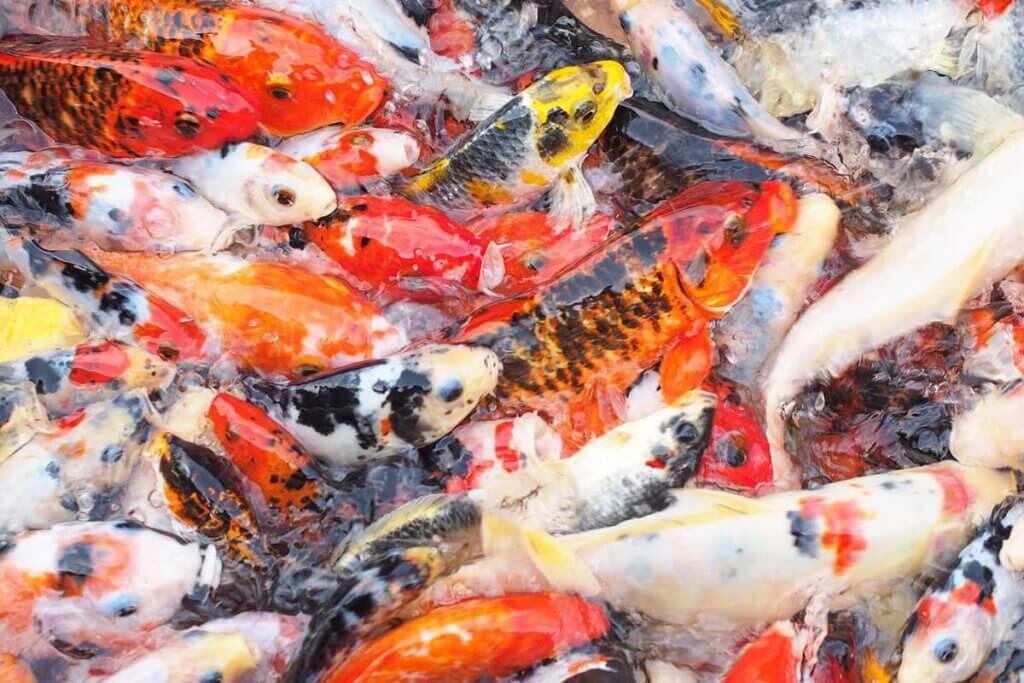 Koi Fische im Wasser